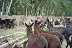 MarcheKashgar37